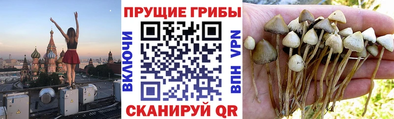 дарк нет клад  mega   Нижняя Салда  Галлюциногенные грибы ЛСД 